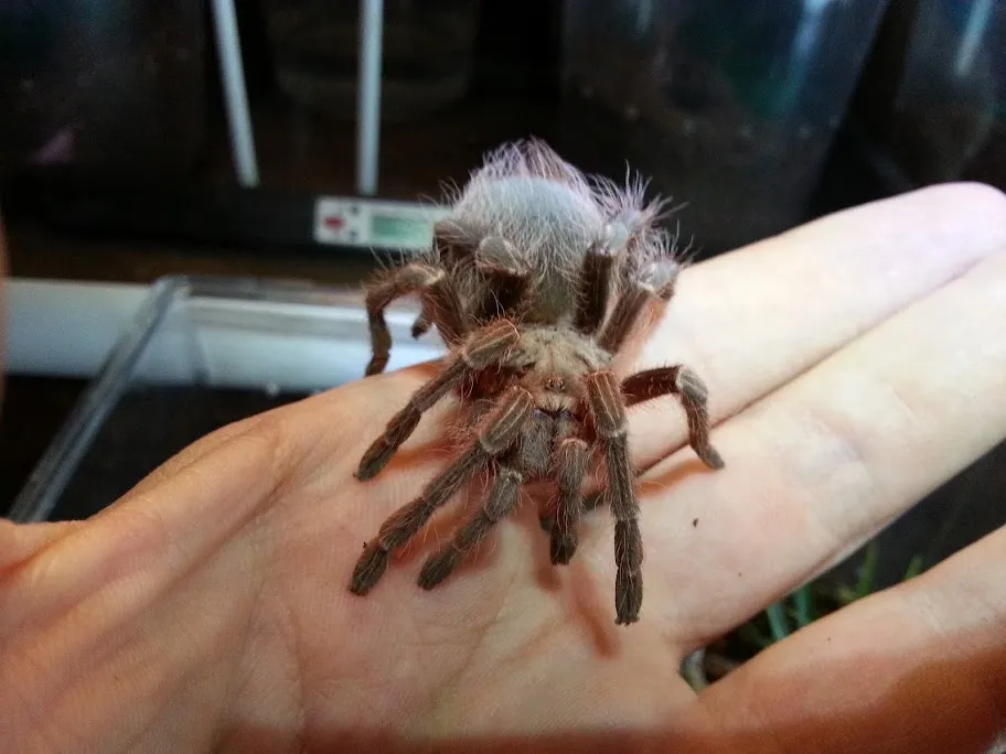 24430 tarantula feeding