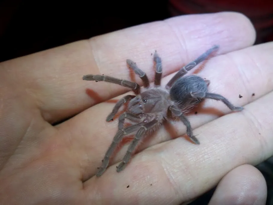 /img/24430-tarantula-supplies.webp