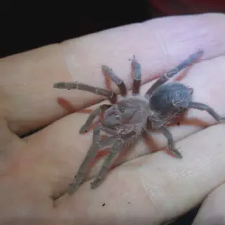 /img/24430-tarantula-supplies.webp