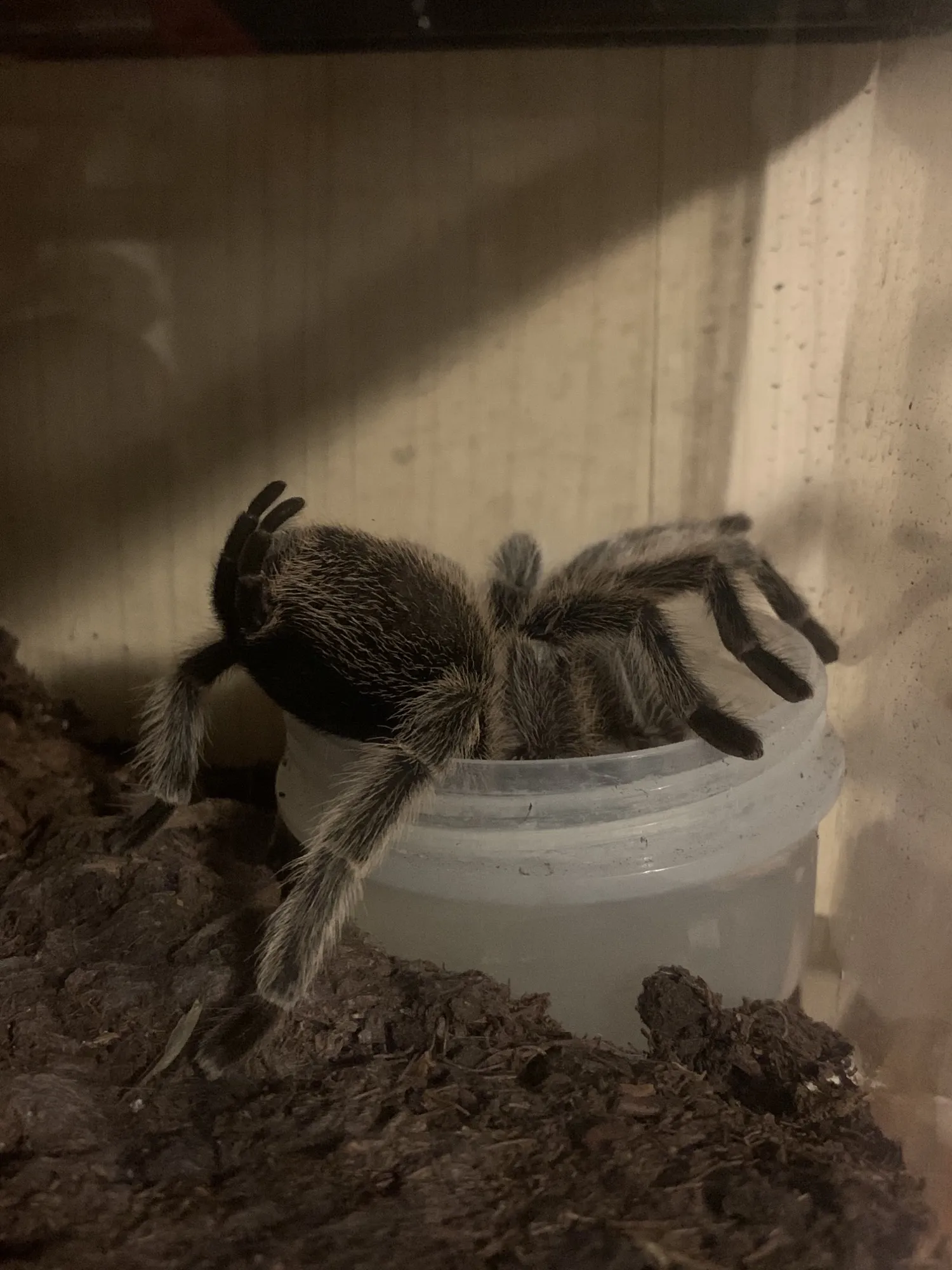 /img/24432-rose-hair-tarantula-handling.webp