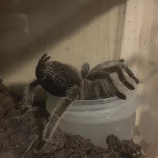 /img/24432-rose-hair-tarantula-handling.webp