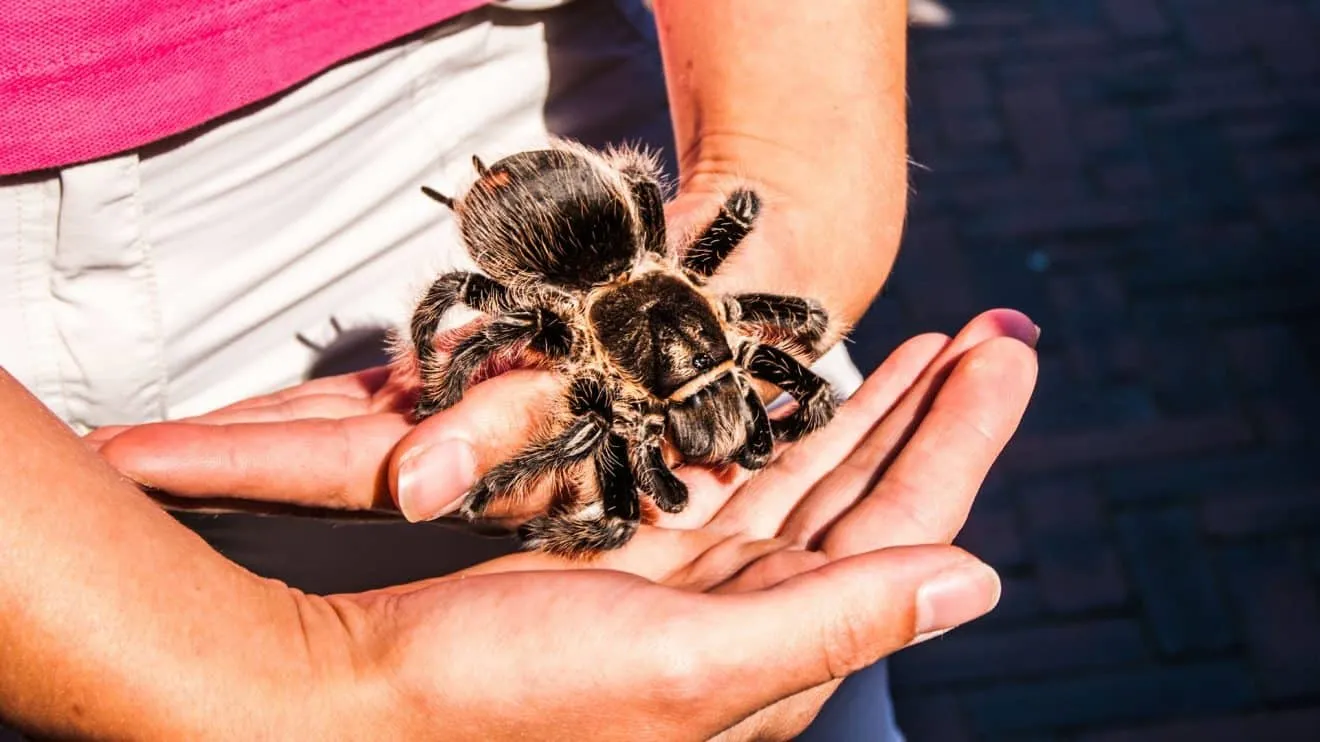 24433 tarantula molting