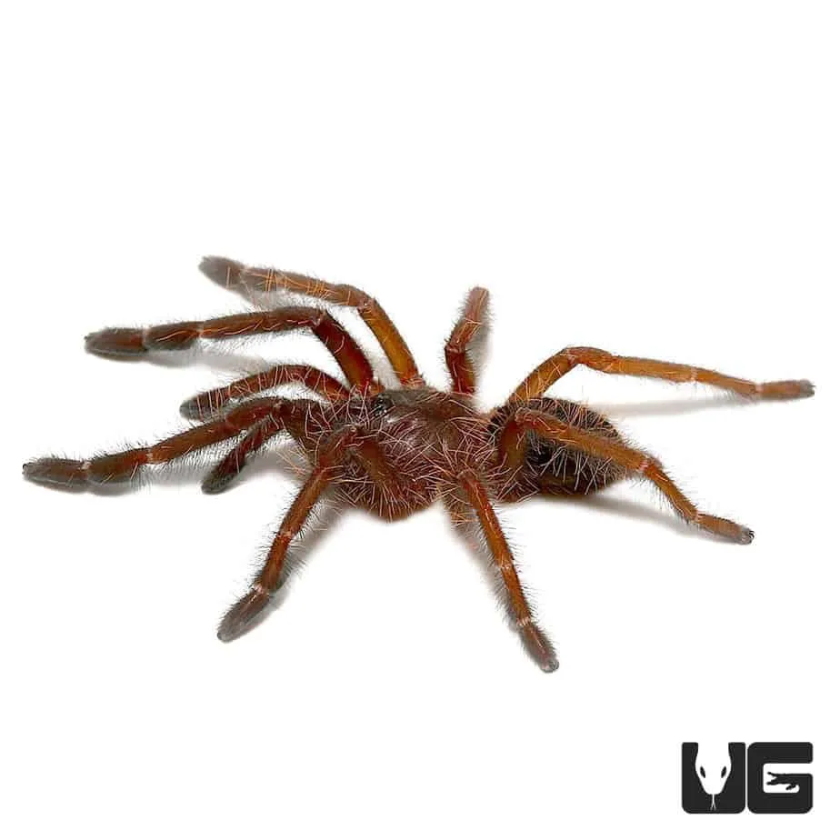 24434 singapore blue tarantula close up