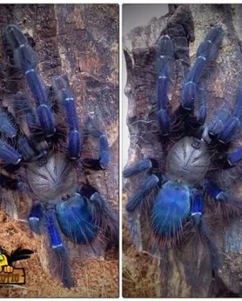 24434 tarantula bite symptoms