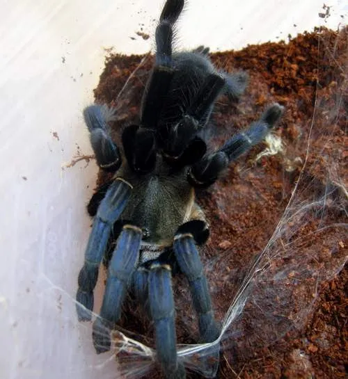 /img/24434-tarantula-handling-safety.webp