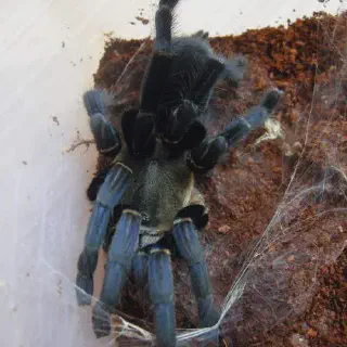 /img/24434-tarantula-handling-safety.webp