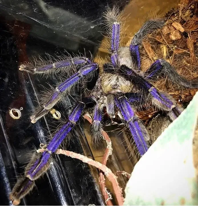 24434 tarantula venom composition