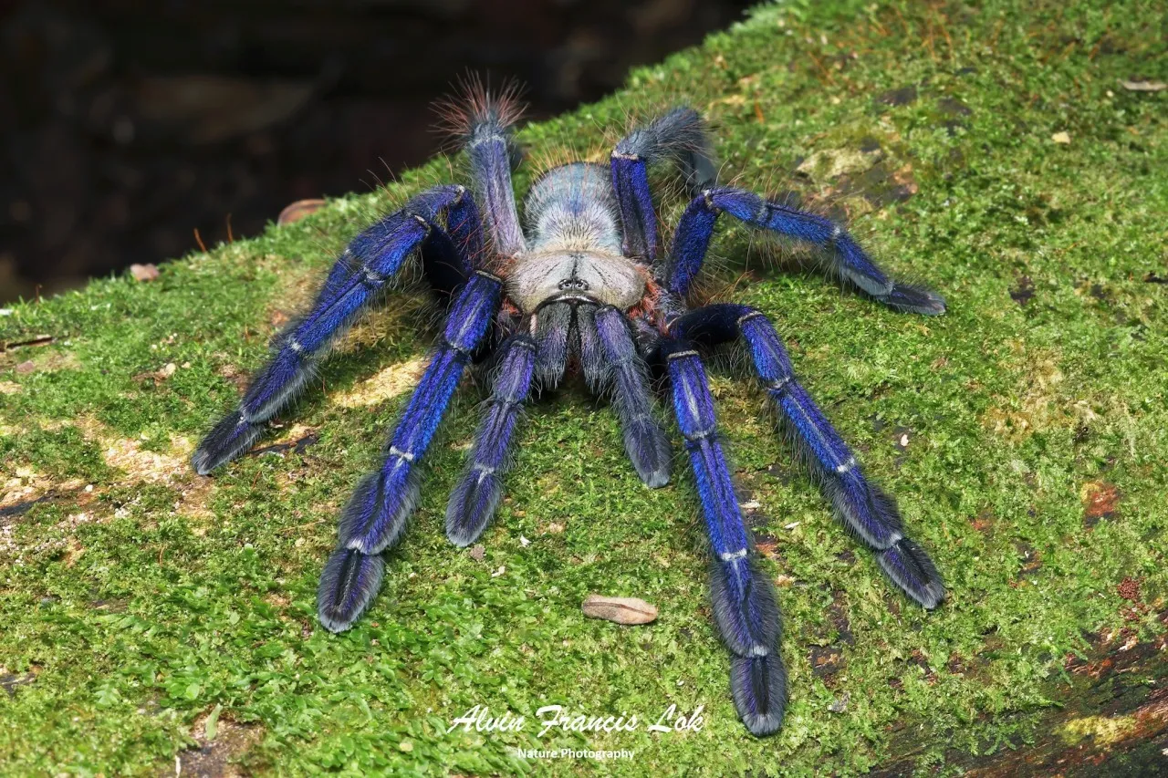 24434 tarantula venom research