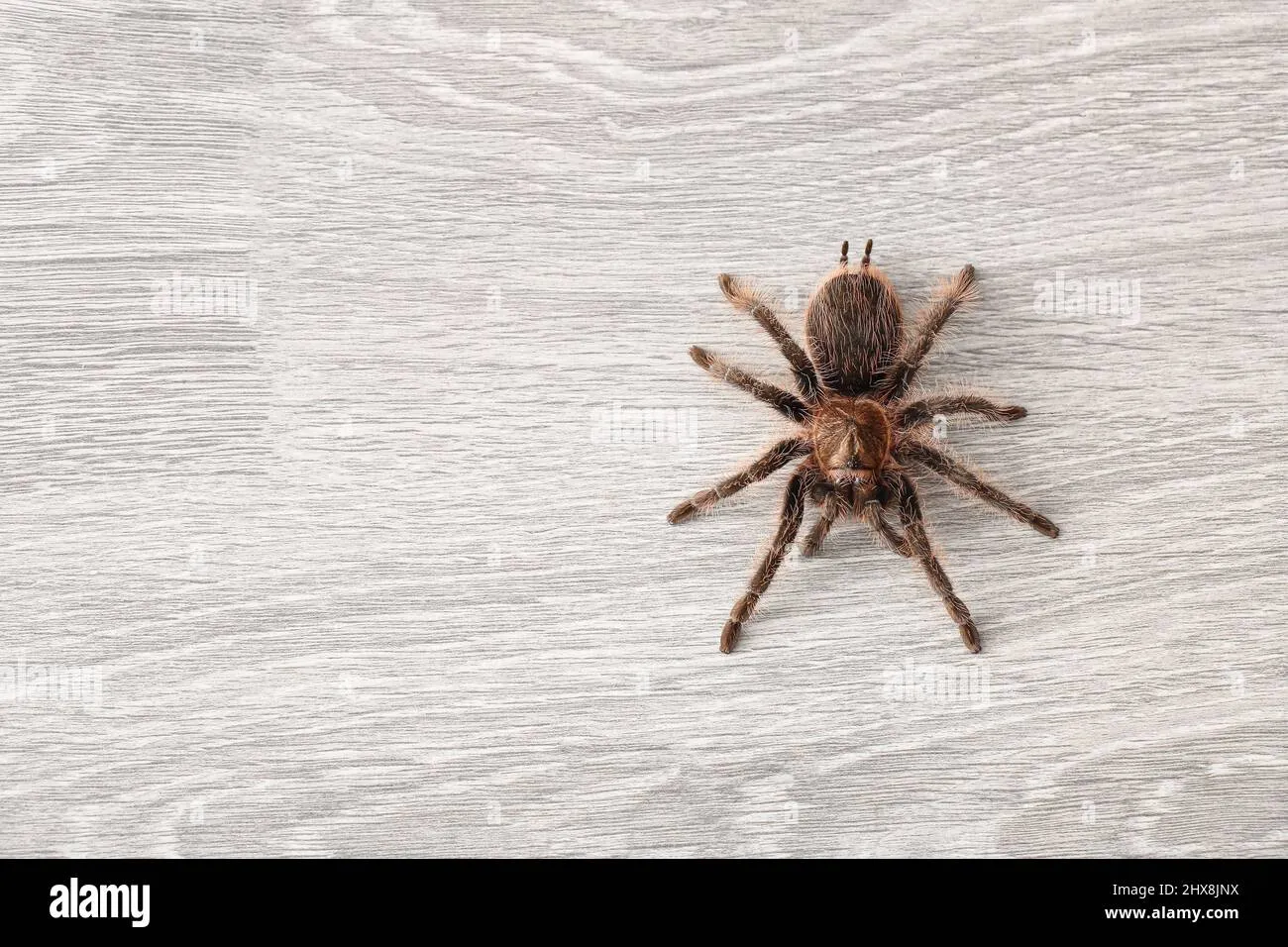 24435 tarantula behavior