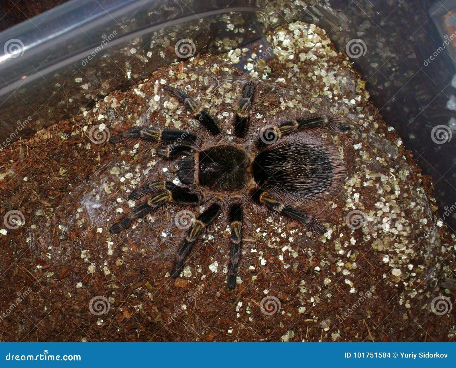 24435 tarantula habitat