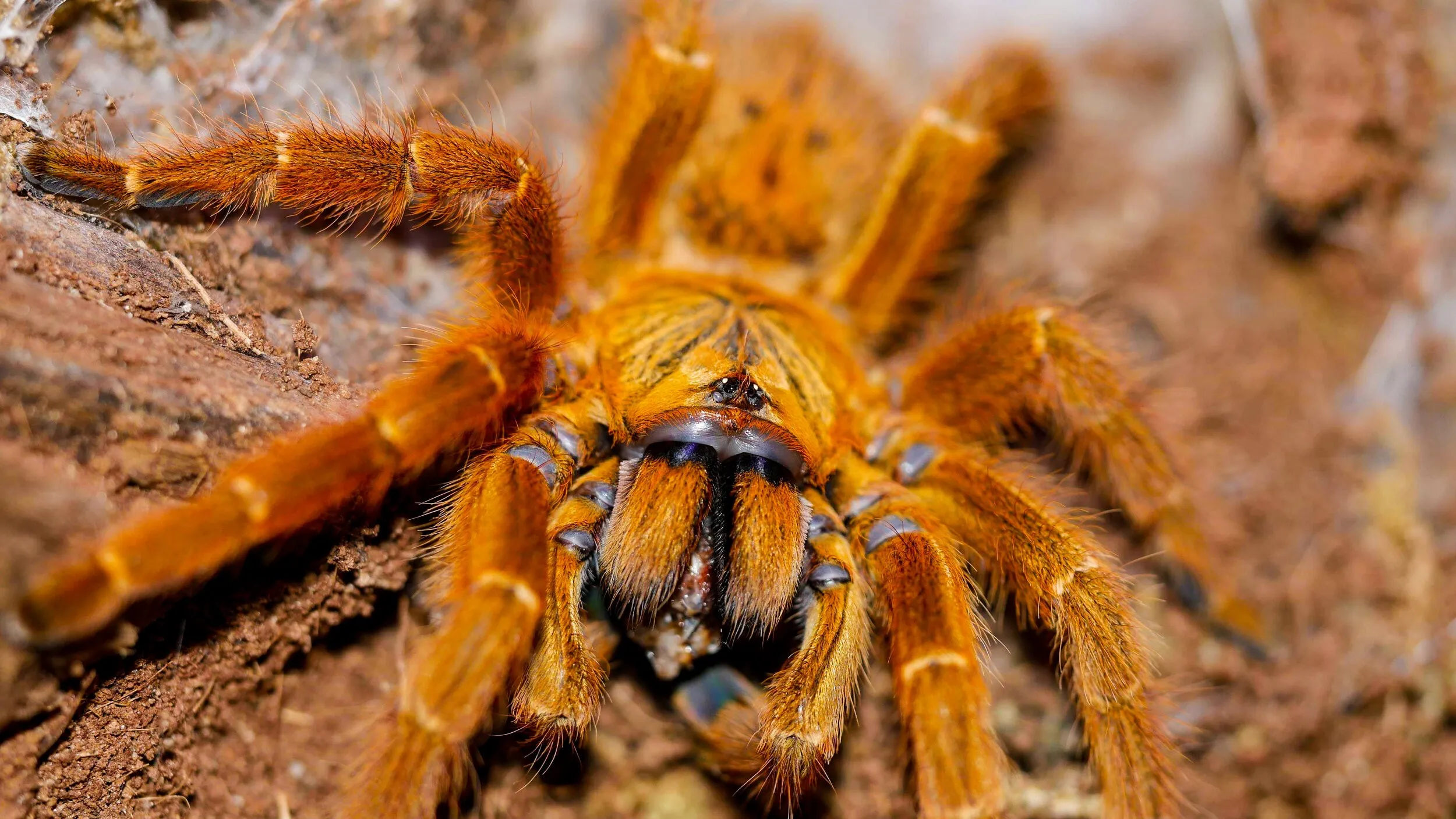 24436 obt tarantula feeding