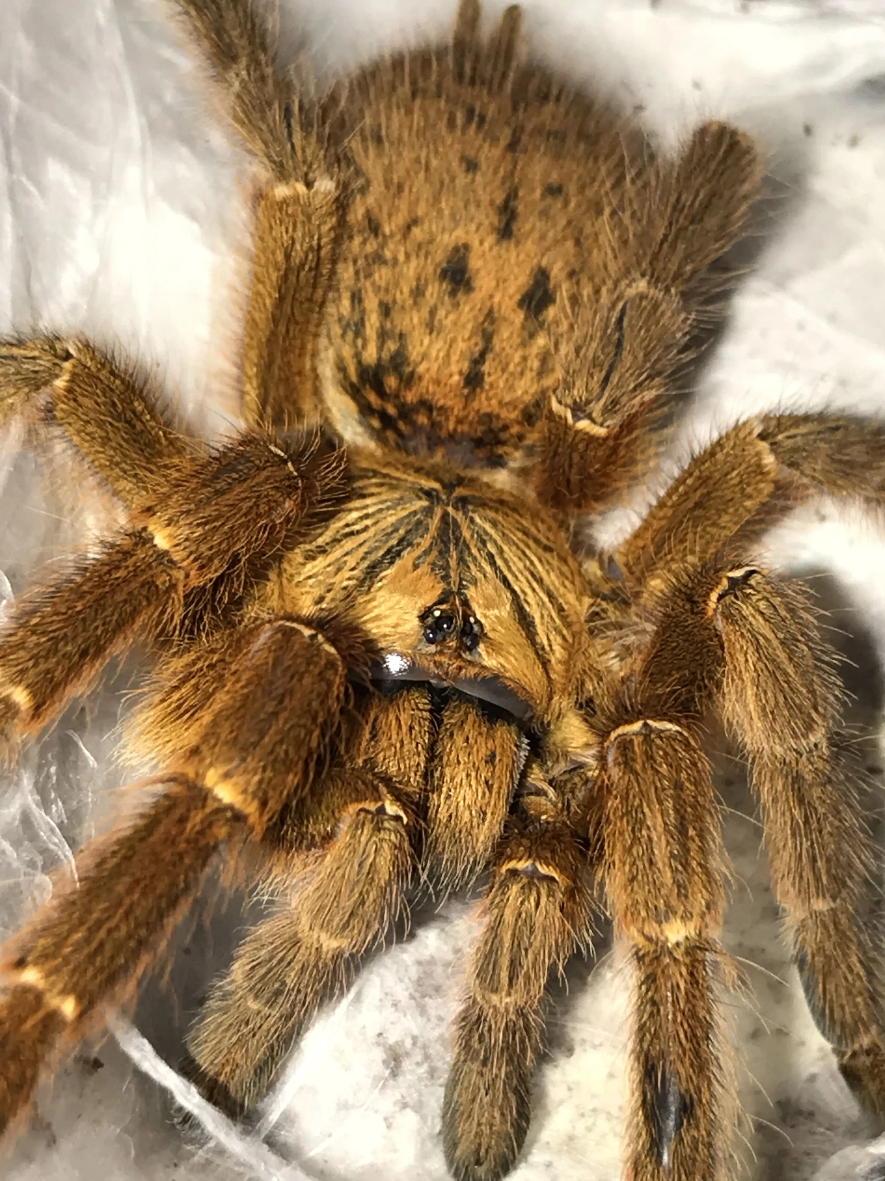 24436 obt tarantula habitat