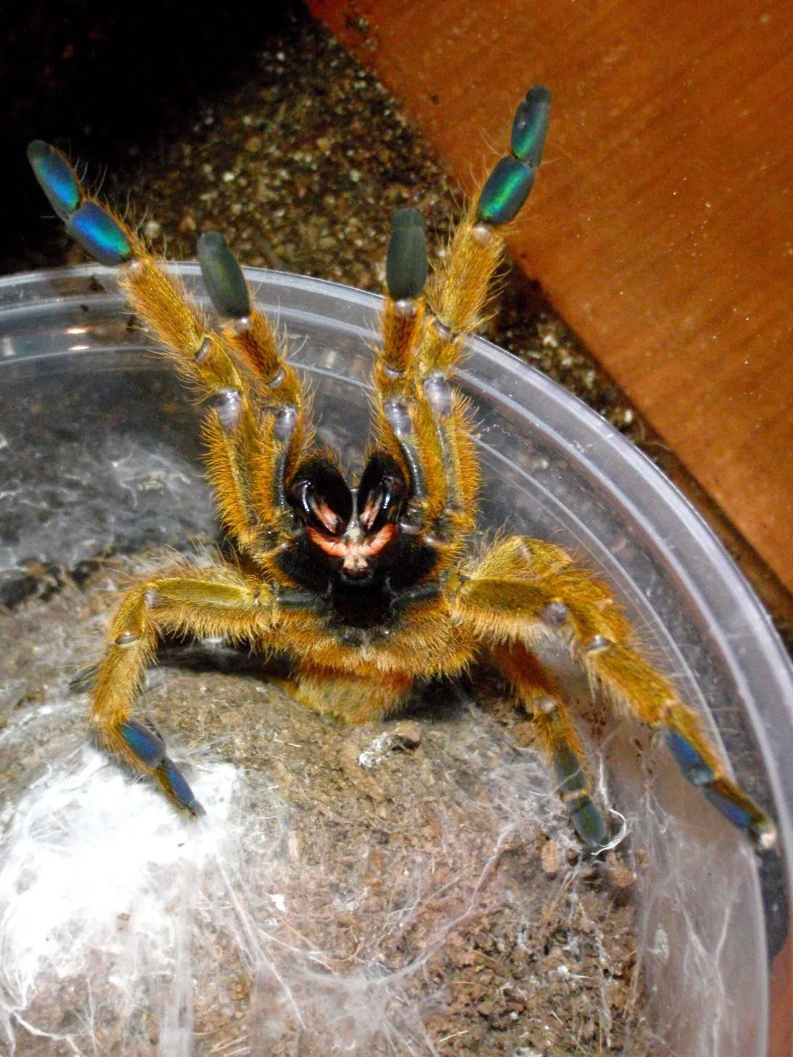24436 obt tarantula handling