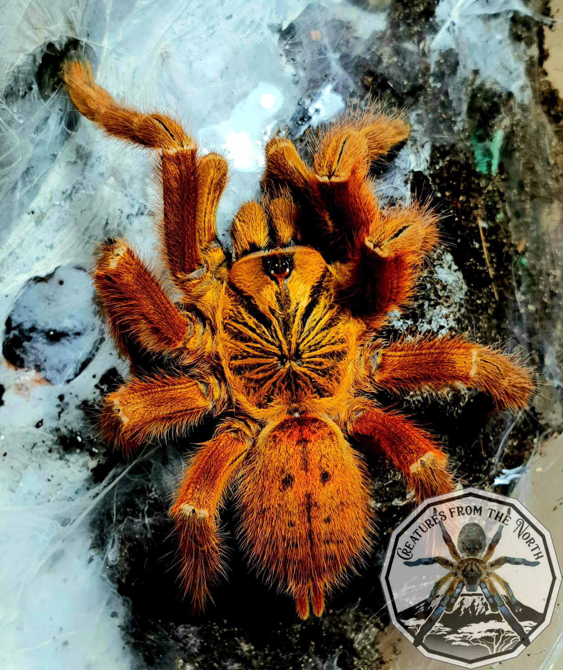 /img/24436-obt-tarantula-health.webp
