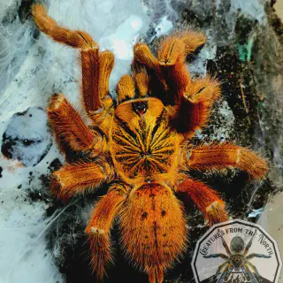 /img/24436-obt-tarantula-health.webp