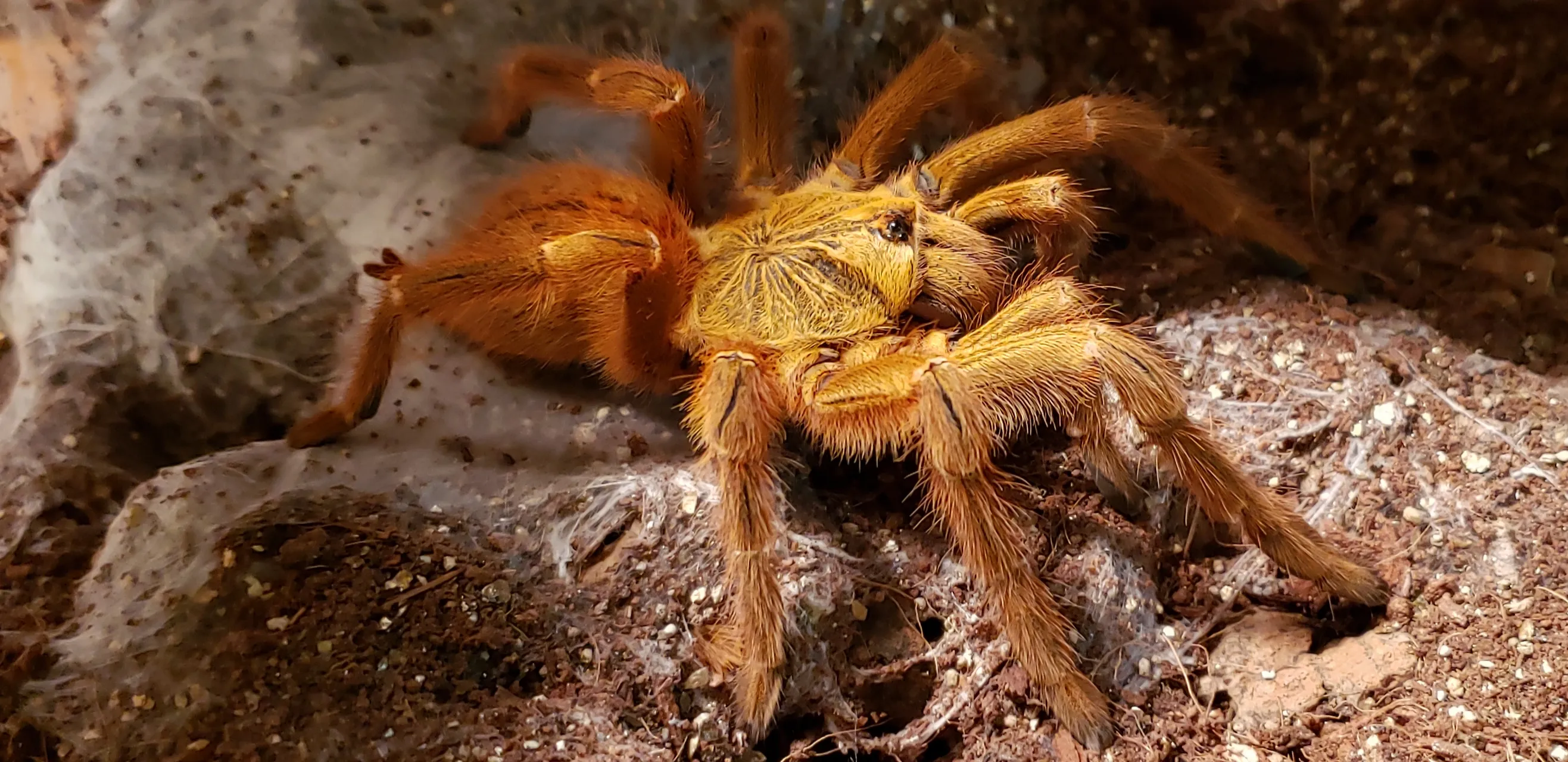 24436 obt tarantula overview