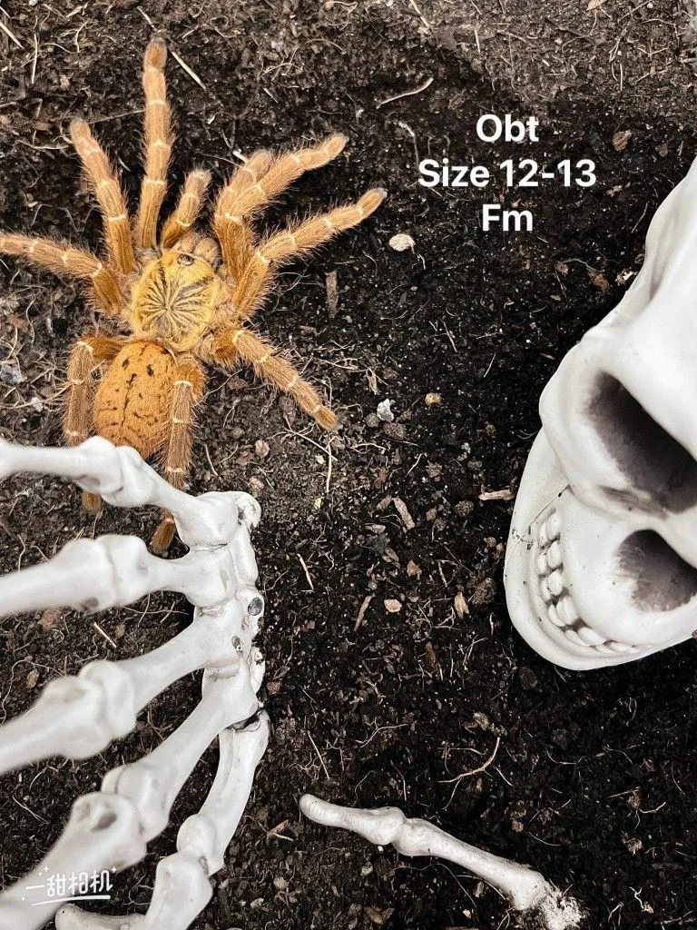 24436 obt tarantula spiderlings