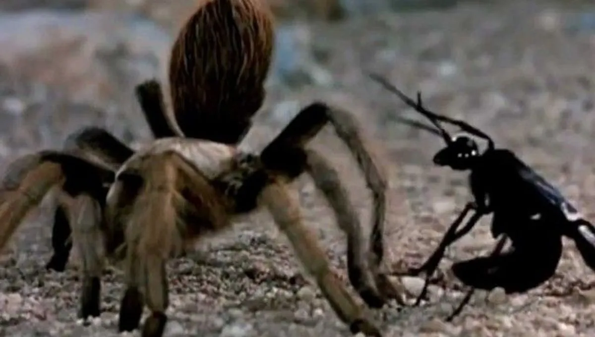24437 tarantula diet