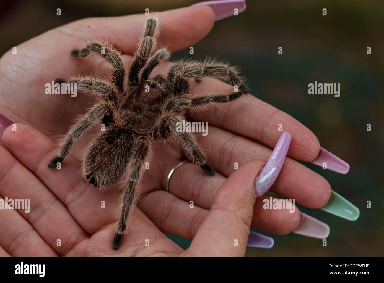 24438 tarantula woman image 4