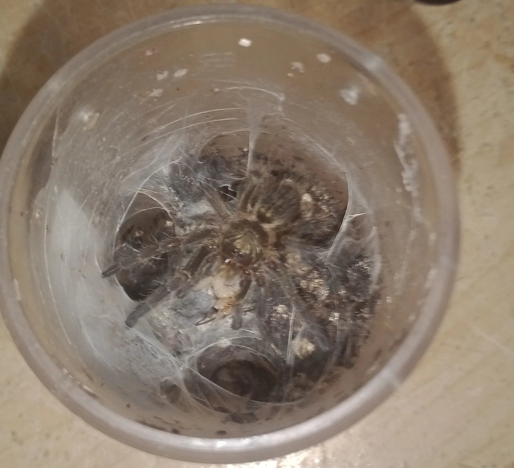 24439 tarantula diet