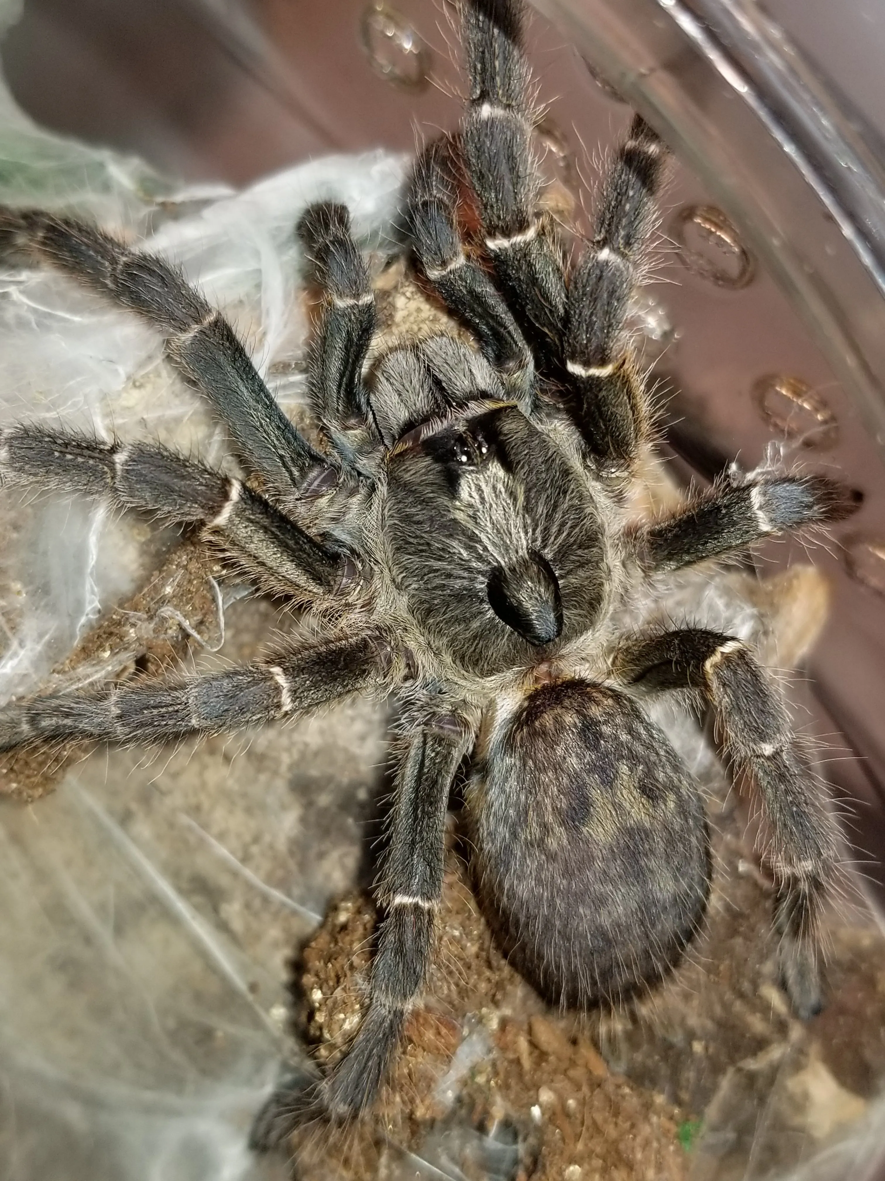 24439 tarantula habitat