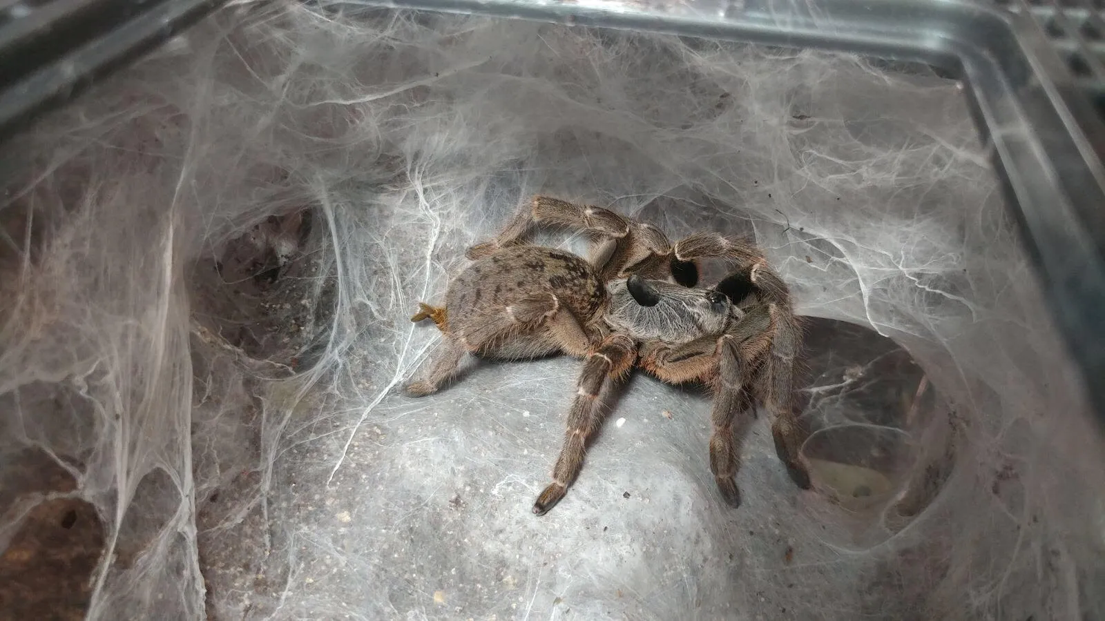 24439 tarantula molting