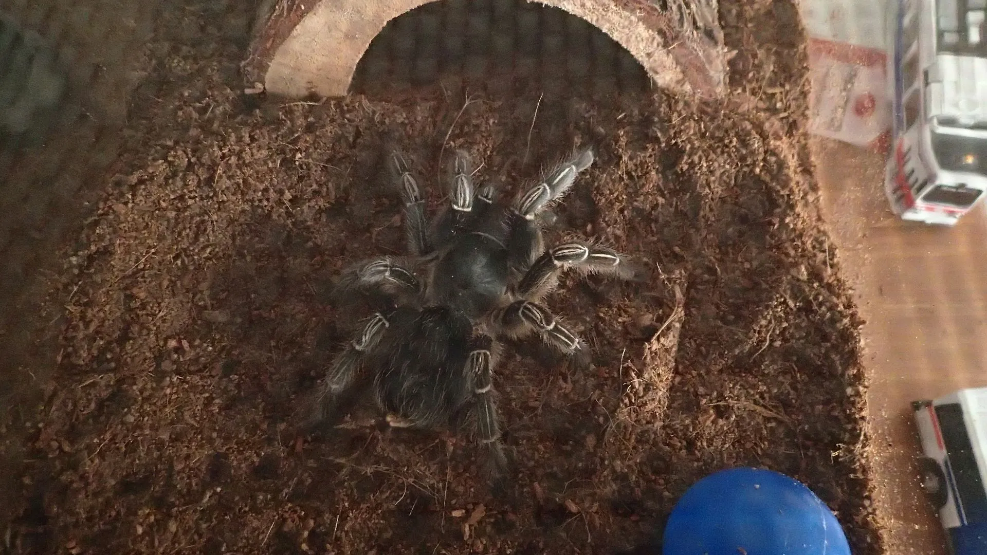 24440 tarantula growth stages