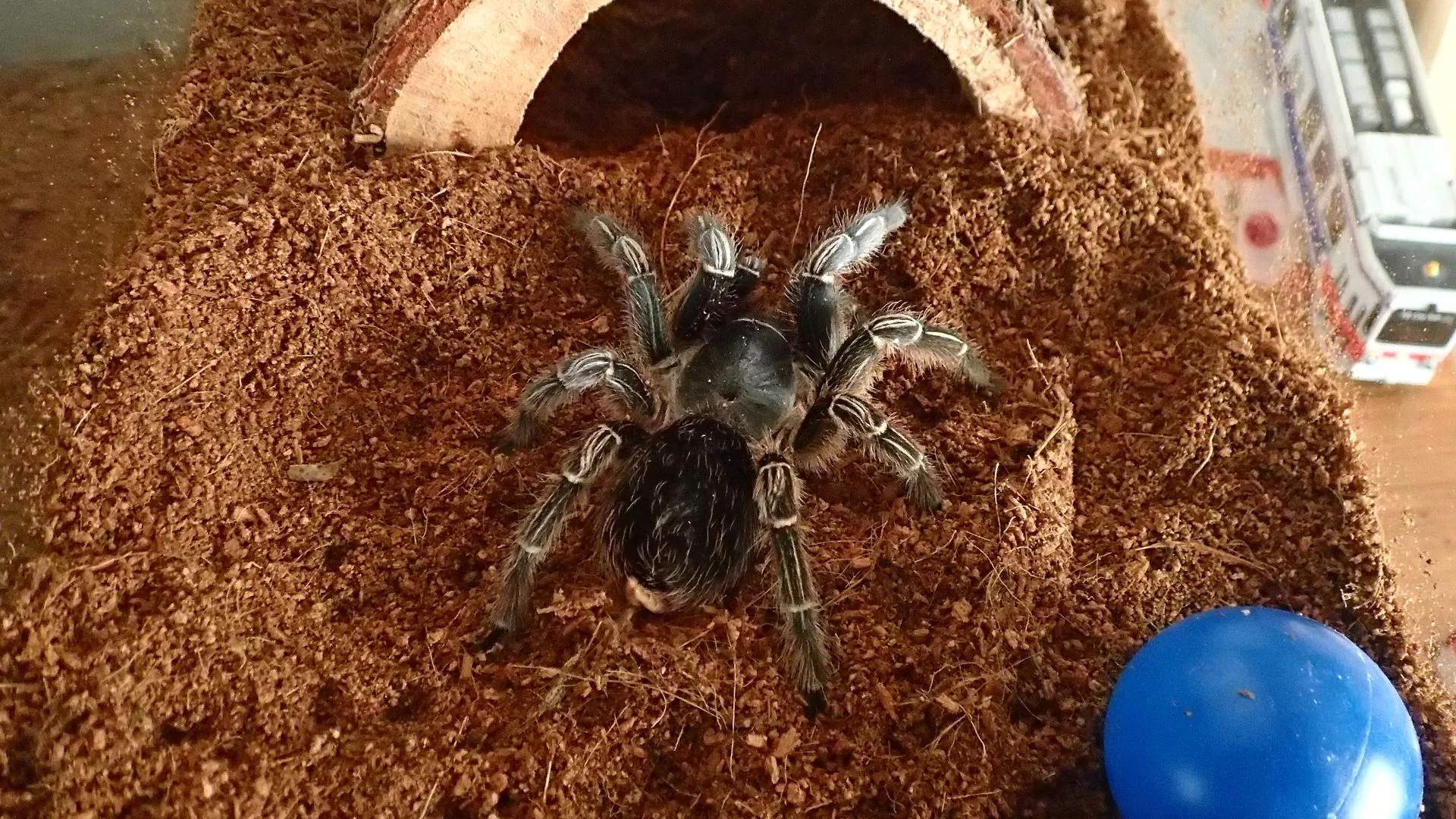 24440 tarantula molting