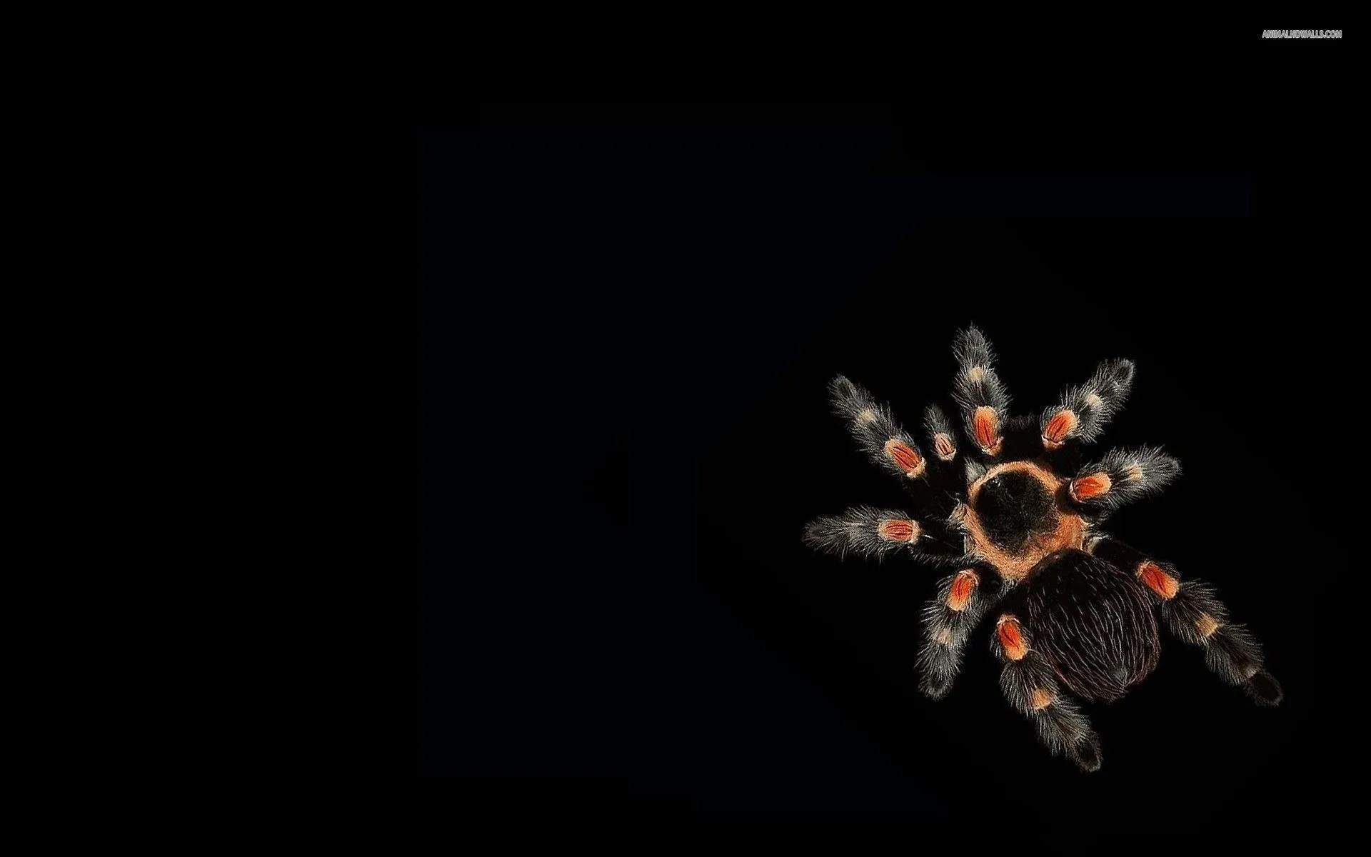 24441 animated tarantula