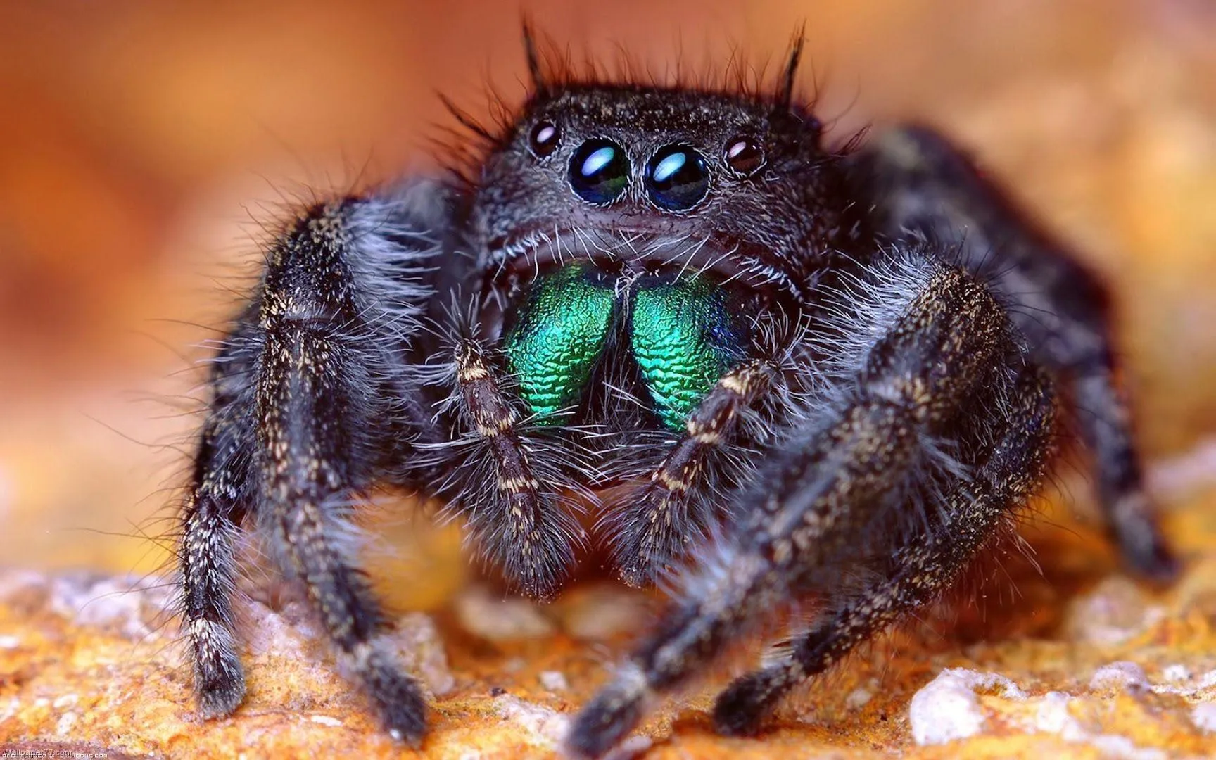/img/24441-educational-tarantula.webp