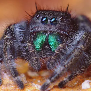 /img/24441-educational-tarantula.webp