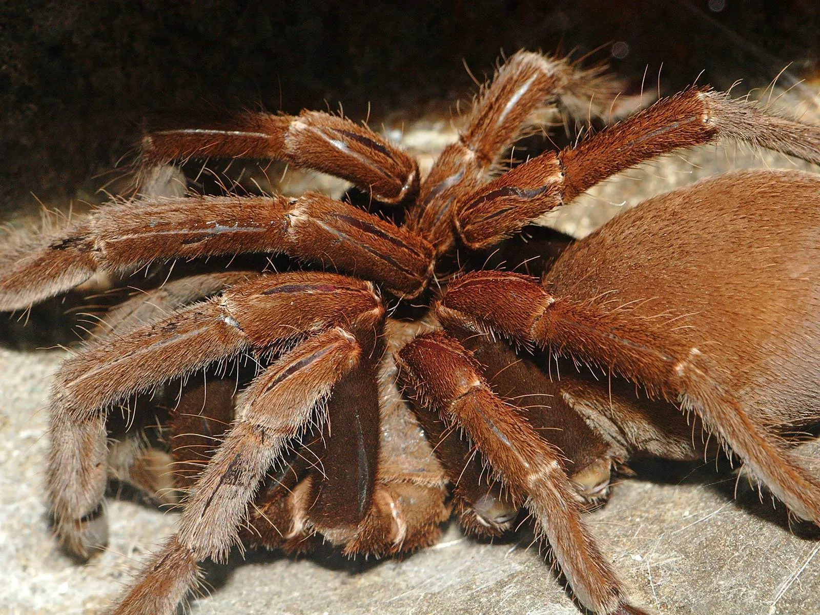 24441 static tarantula image