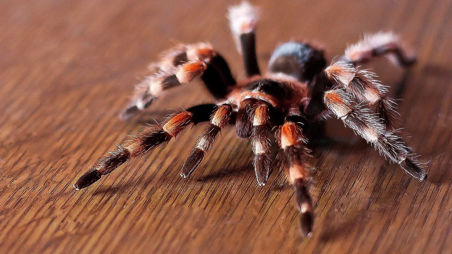24441 tarantula anatomy