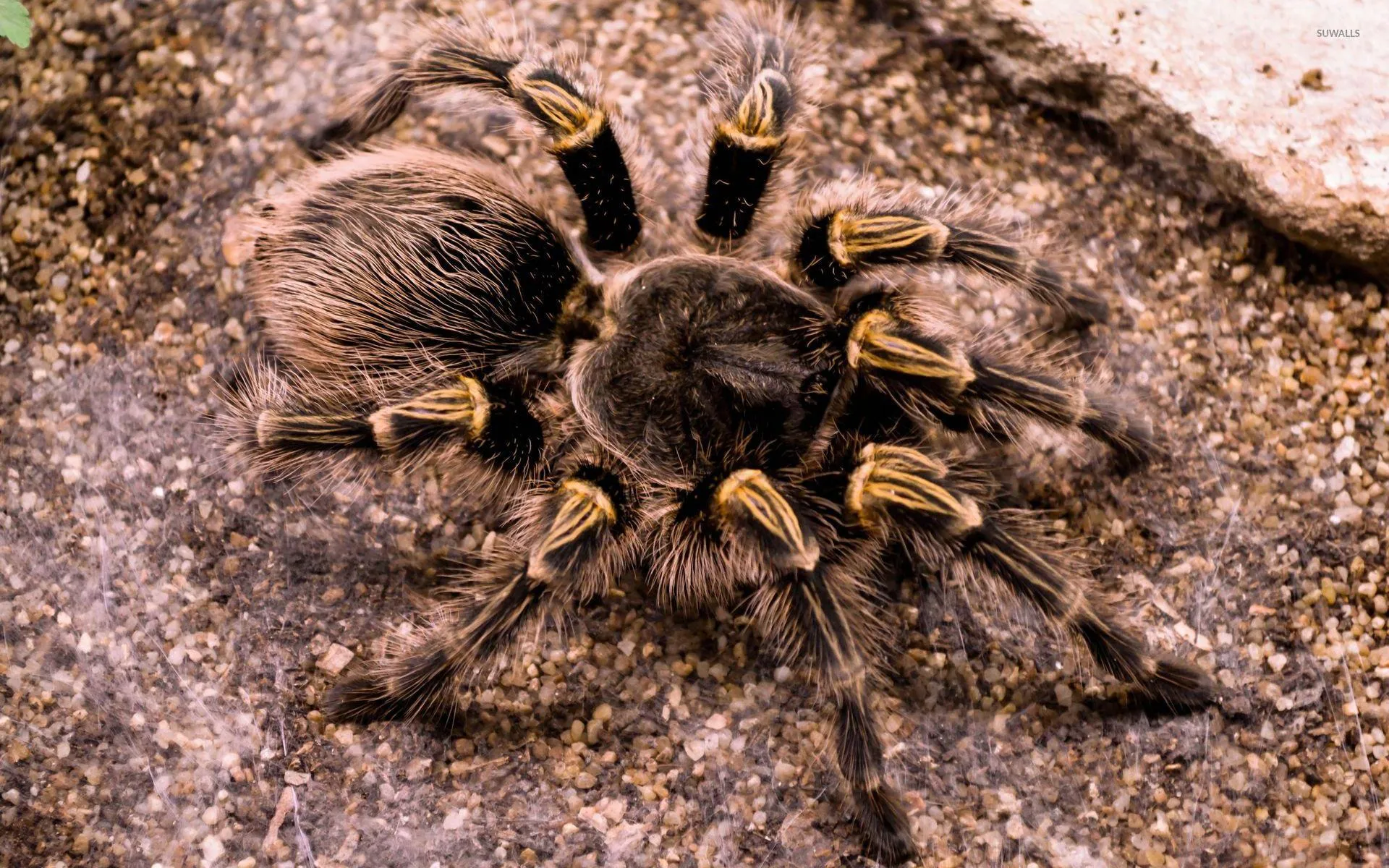 24441 tarantula habitat