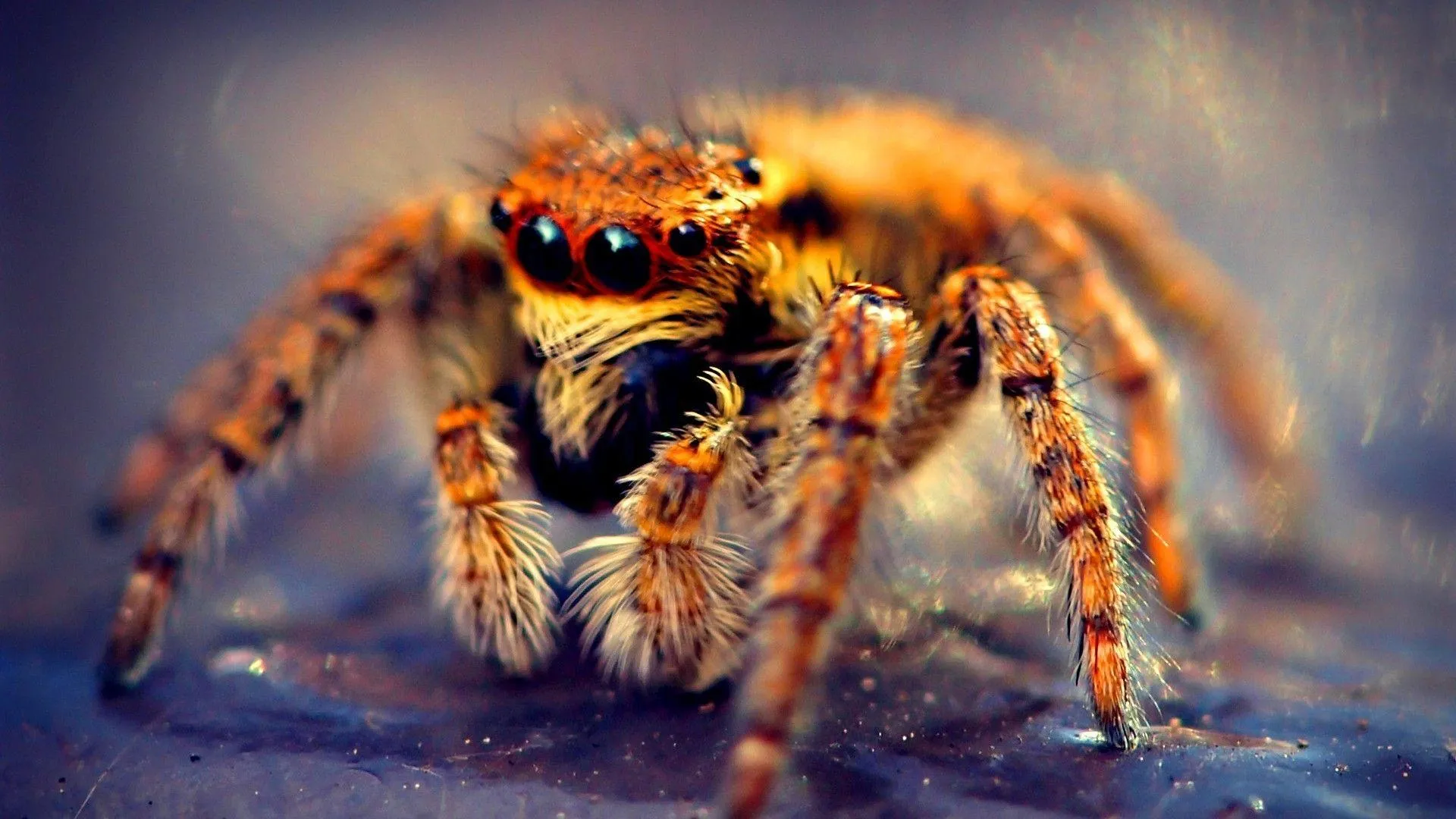 24441 tarantula molting