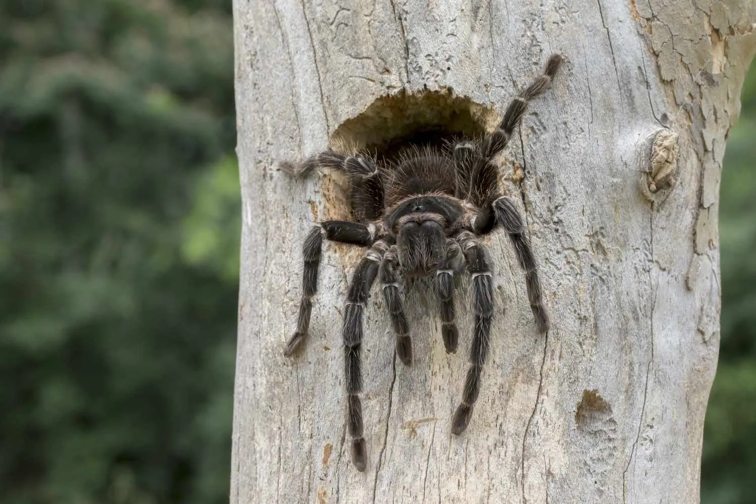 24445 healthy tarantula pose