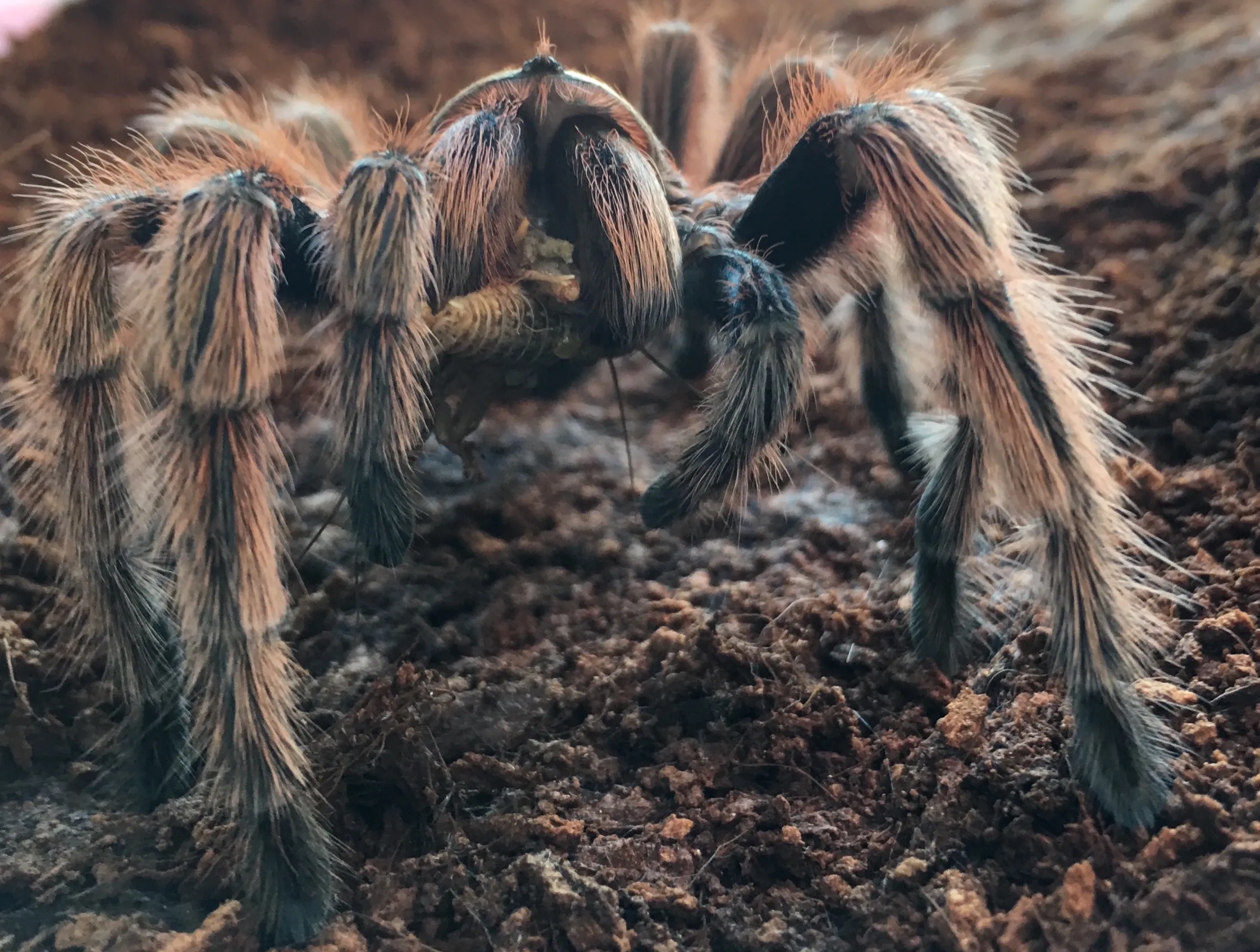 24445 tarantula drinking water