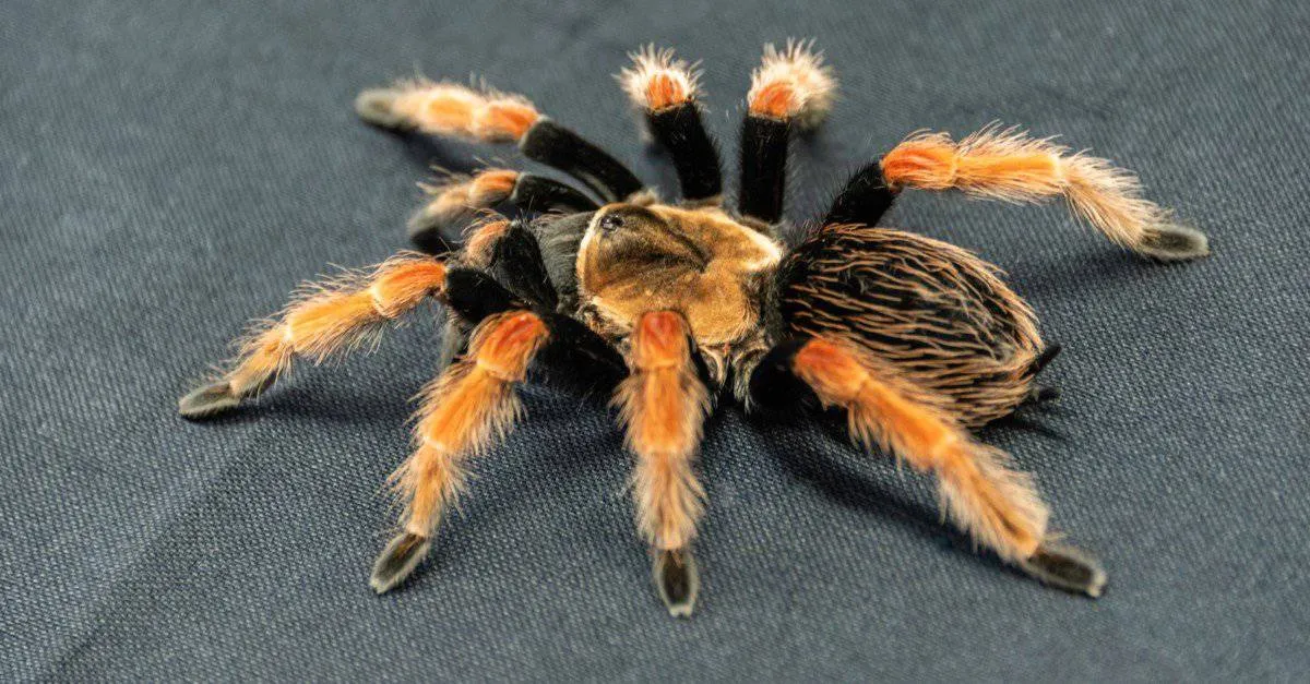 24445 tarantula feeding mealworm