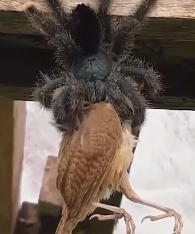 /img/24445-tarantula-molting.webp