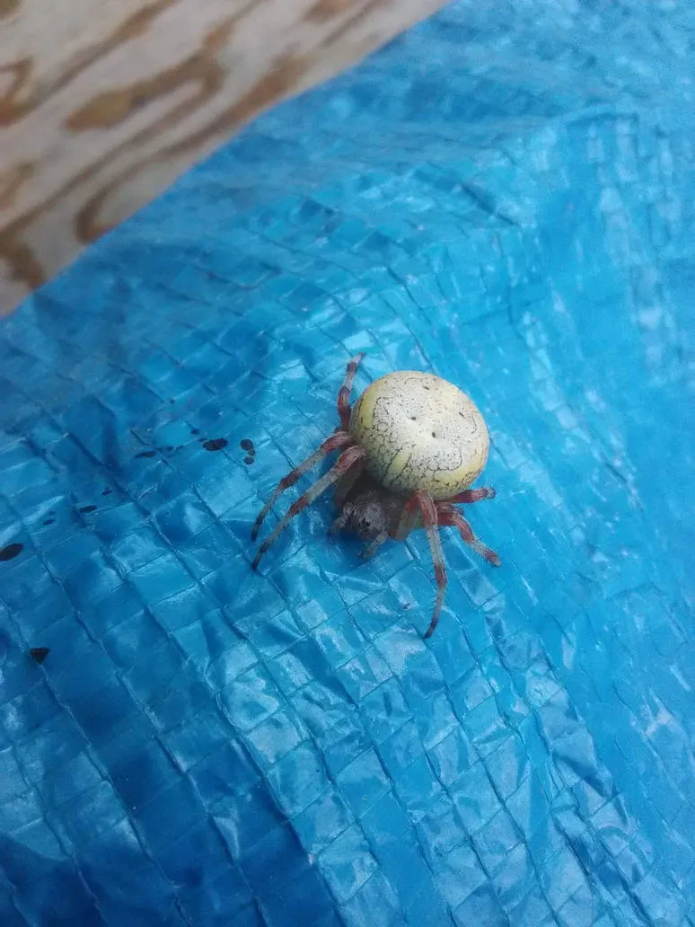 24446 orb weaver hunting