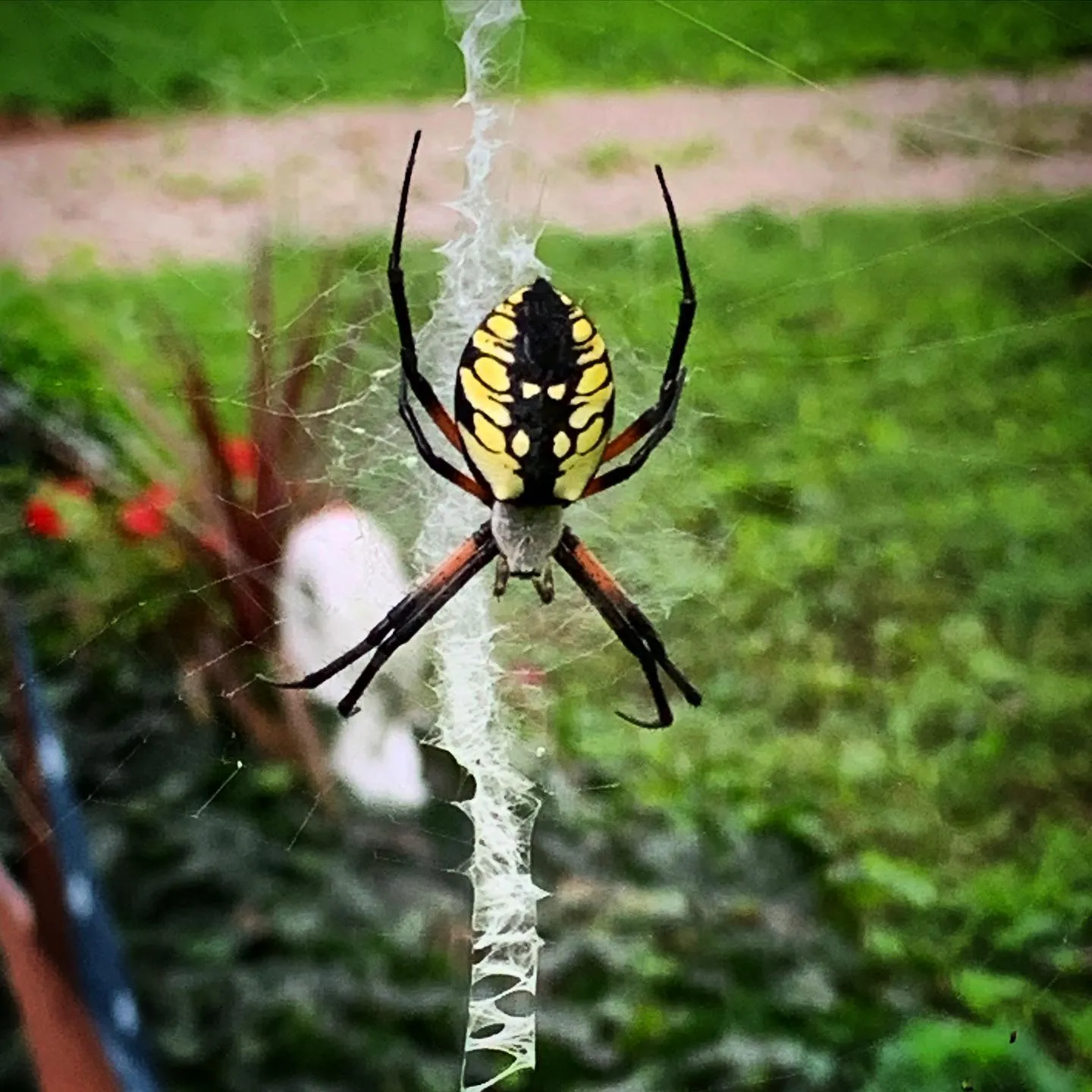 24446 orb weaver spider