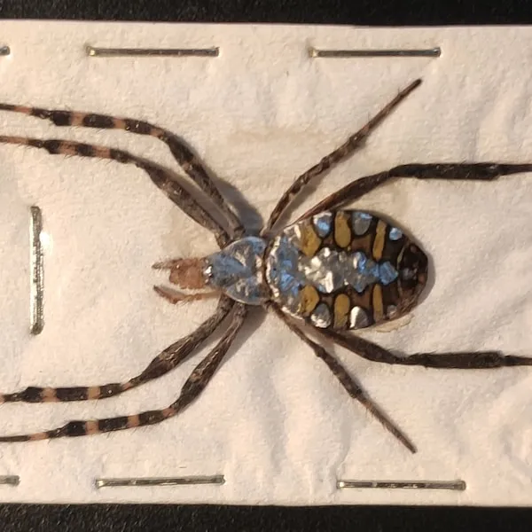24446 orb weaver web