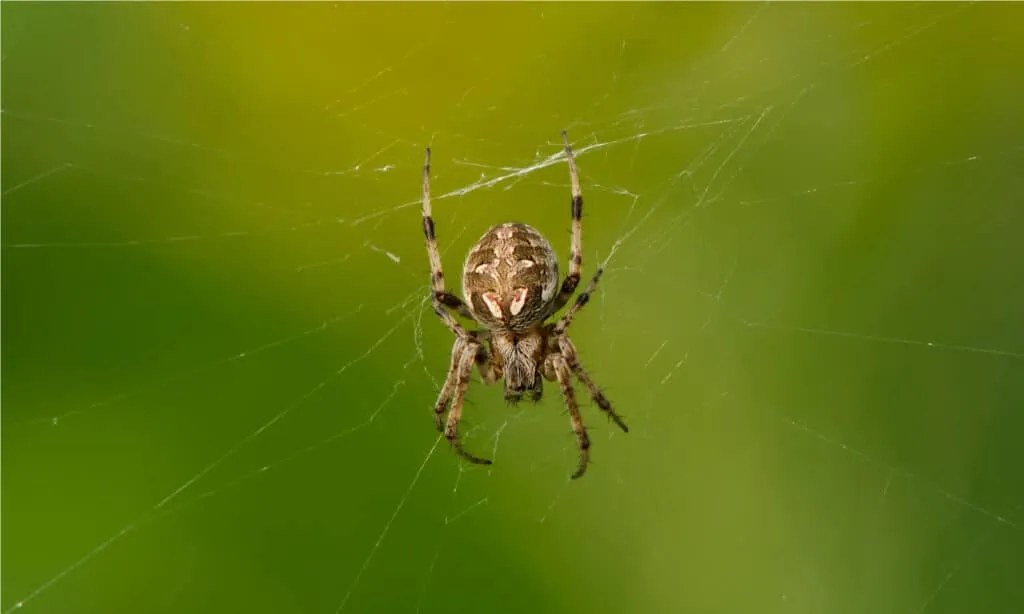 24446 spider venom