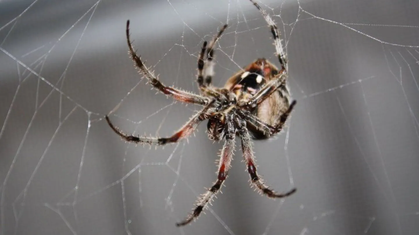 /img/24446-tarantula-behavior.webp