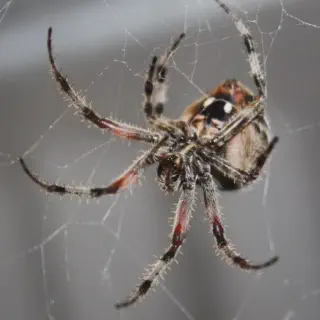 /img/24446-tarantula-behavior.webp