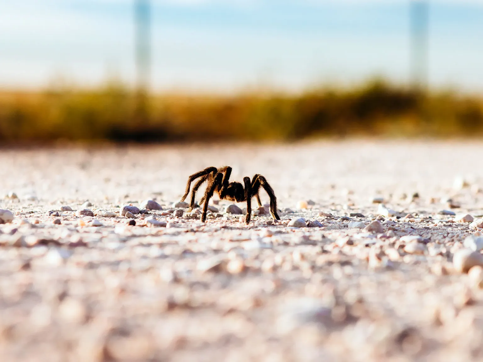 24447 colorado tarantula spider behavior
