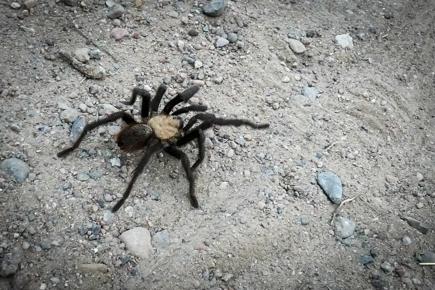 24447 colorado tarantula spider color