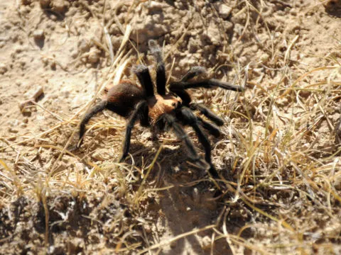 /img/24447-colorado-tarantula-spider-conservation.webp