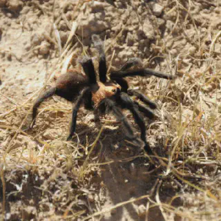/img/24447-colorado-tarantula-spider-conservation.webp