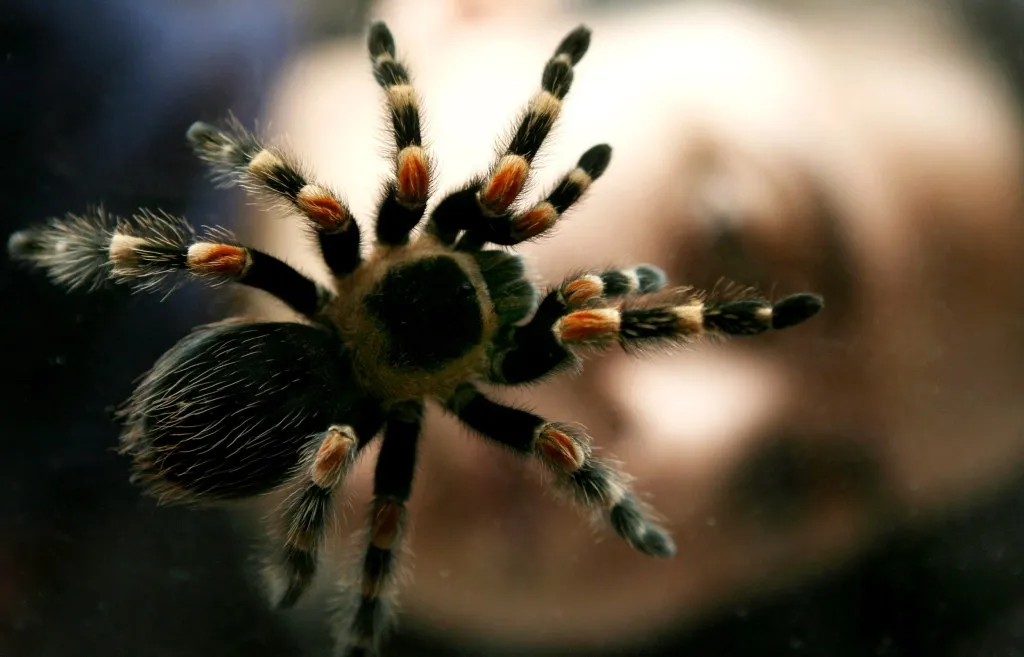 24447 colorado tarantula spider search